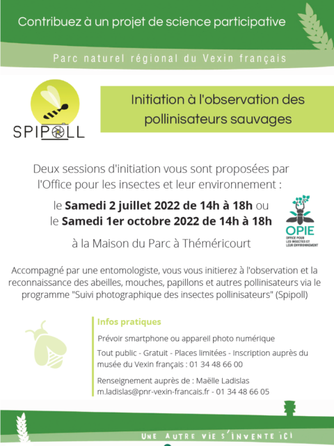 Initiation à l’observation des pollinisateurs sauvages